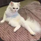 قطط الاحساء
