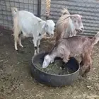 معزا