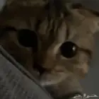 قطه