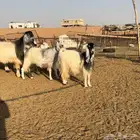 ماعز ربد