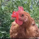 نظارات دواجن لها فوائد كثيره
