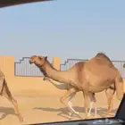 لقحه ثنو طيبه ( تم البيع )