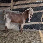 تيس مشروك خصصم