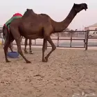 مجهم ام ثالث للقحه