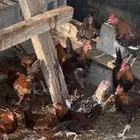 دجاج وديكه