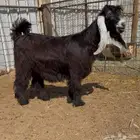 للبيع جفرات عوارض معرفات تعريف قوي