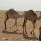 قعدان للبيع