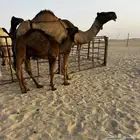 للبيع عشر كفو