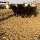 ماعز قبرصيات دفيع اجروم تم البيع