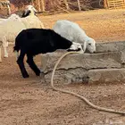 بهم كبار بعضه ذبايح