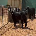 معزا عوارض ثنوات للبيع