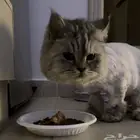 قطة شيرازيه للتبني