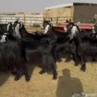 معزا عوارض فاخرة