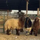 ذبائح نعيم للبيع