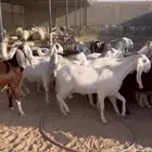 معزا دفيع شرط