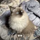 قطه