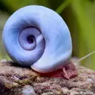 حلزون رامشورن Ramshorn snail