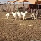 طليان تربيه