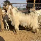 للبيع فحل عارضي اصفر