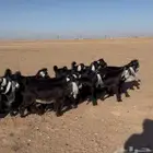 معزا - جفرات عوارض صنف