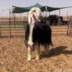 فحل نجدي خصم مشروط النسف