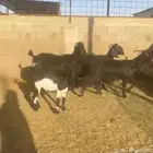 ماعز قبرصيه دلم مواليد تم البيع