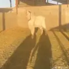 فحل صنف مطور جرم ابرص