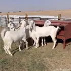 جفرات بيض فاخرة