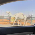 خلفه وضحى حدرها بكره رمانيه
