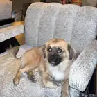 للبيع كلب بيكينيز بيتوتي