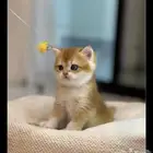 ابغى قطوه سكوتش للتبني