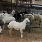 للبيع طليان حريات جبره طرف والظهر