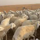 حريات حرش مراح