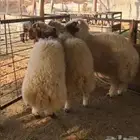 3 خرفان