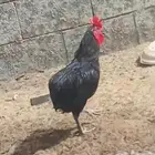 دجاج اسود بلمعة