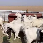 معزا بيض فاخرة