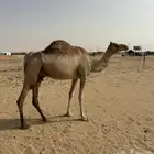 ناقه