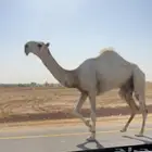 قعود اوضح كفو