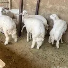 ذبائح ثلاجات خدمة الذبح و التوصيل
