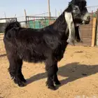 للبيع للبيع فحل كفوو راس صعب