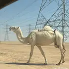 ضريبه للبيع