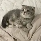 قط سكوتش فولد   شيرازي مع ملحقاتهم