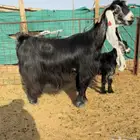 للبيع عنز عارضيه