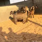 مراح ماعز مصريات اصل تم البيع