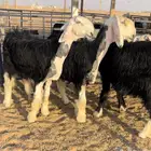 رخال نجد طيبه منوة القناي