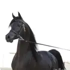 مربط المبارك فحل متاح لتشبيه لوجه الله للفحل حبران الهياف