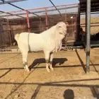 تيس حجازي