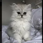 ابي قطط لتبني مو للبيع