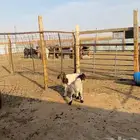 دواغير نعيم