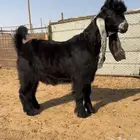 للبيع فحل كفوو راس صعب
